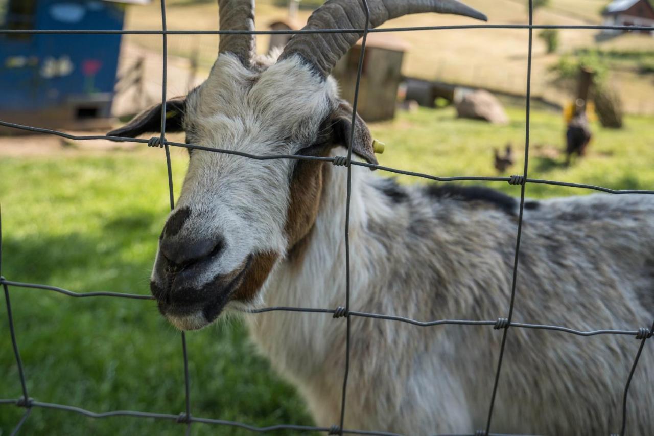 Appartamento Klausenhansenhof Wolfach Esterno foto